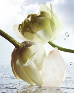 Bulgari Bvlgari Man Rain Essence- 60 Ml -Freshs Centsy Shop bulgari bvlgari man rain essence eau de parfum for men 4